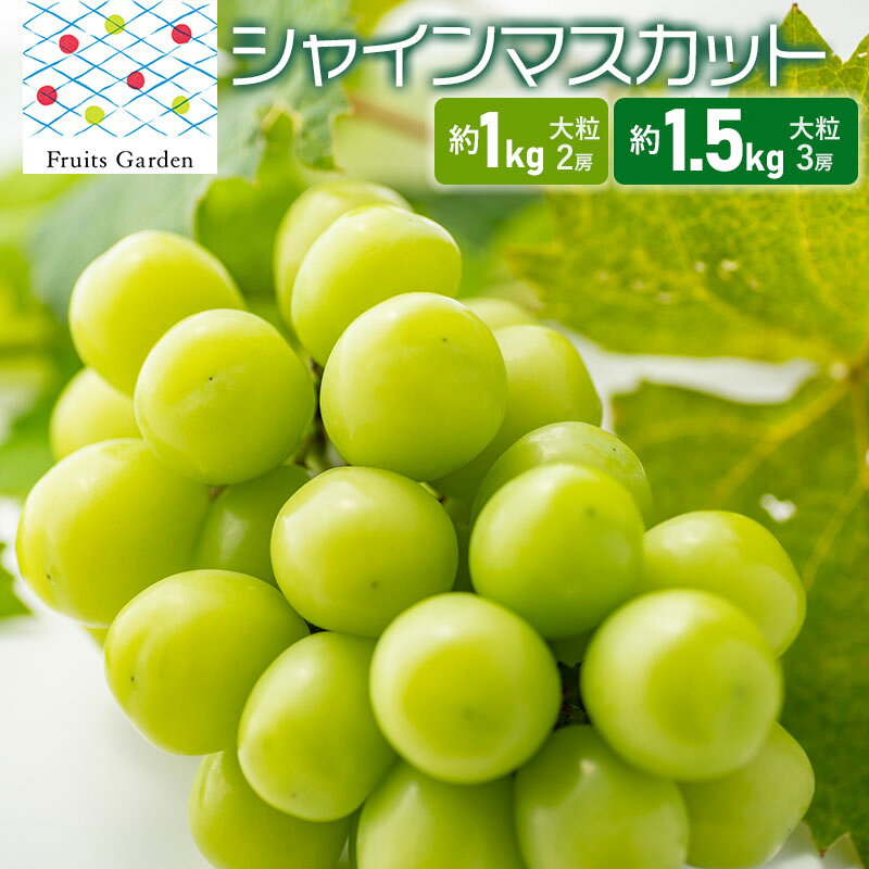 【ふるさと納税】【令和8年産】シャインマスカット　お選びください［大粒 約1kg(2房)・大粒 約1.5kg(3房)］　山形県鶴岡市　フルーツガーデン