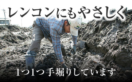 【8月中旬より順次発送】れんこん 2kg 「SEIMEI」 手掘り 蓮根 レンコン / 水谷グルッポ[AEBX001]