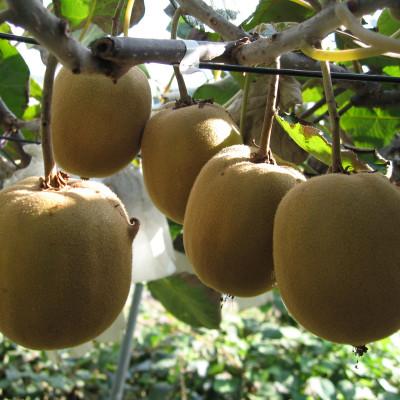 ふるさと納税 丸亀市 先行受付 さぬきゴールドキウイ 約1kg キウイフルーツ 香川県産 丸亀市 |  | 02