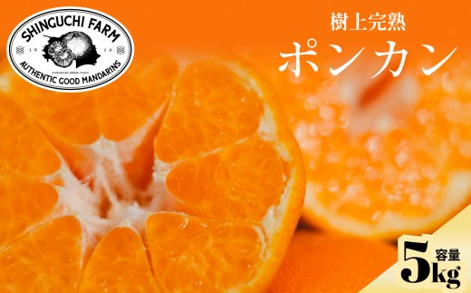 【先行受付】【産地直送】五代目が厳選したポンカン 5kg 愛媛県産【D70-24】 YWTK024