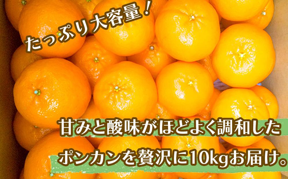 【早期予約開始】 1月中旬より順次発送 ポンカン 立目 秀品 贈答用 10kg サイズ混合 冬 フルーツ 果物 立目産 ブランド 柑橘 2026年 収穫分 蜜柑 みかん ギフト 贈答 プレゼント 高知
