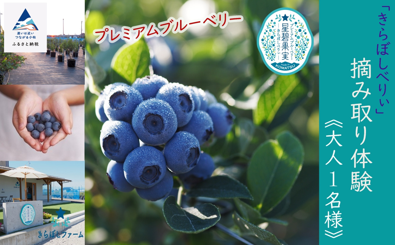 
             ブルーベリー摘み取り体験《大人1名様》
          