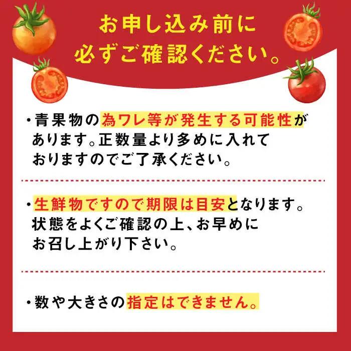 【2027年1月上旬発送】ドトマト3号 1箱（500g-1kg） / 佐賀県 / 永尾産ち [41AAAC004]