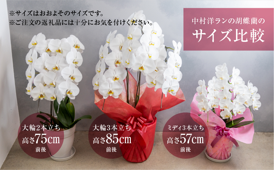 胡蝶蘭 大輪 白色 3本立ち 訳あり (25輪以上) 中村洋ラン 陶器鉢寄せ植え ギフト 鉢花 蘭 プレゼント 洋ラン 生花 お花 お祝い 贈り物 田原市 【渥美半島たはらブランド】
