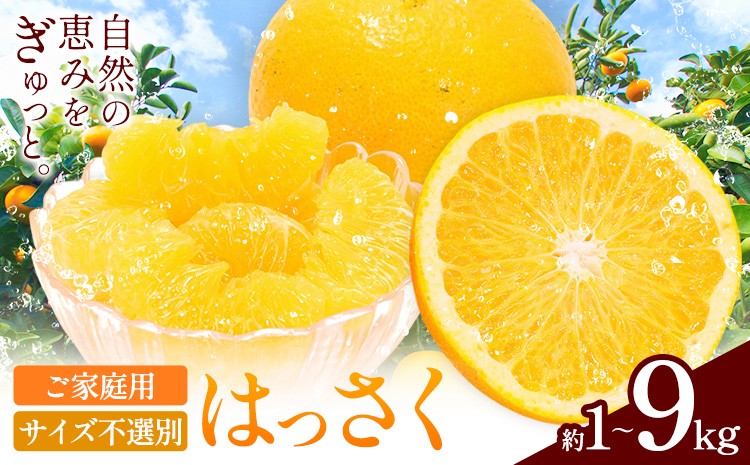 
                  【ご家庭用】八朔 サイズ不選別 選べる内容量 約1kg 約4kg 約9kg《2027年1月末-3月上旬出荷予定》和歌山県 日高町 柑橘 はっさく ハッサク 果物 フルーツ 訳あり
                