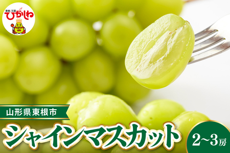 【令和8年産先行受付】 東根市産シャインマスカット 約1.2~1.3kg(2~3房入) ベジフルひがしね 山形県 東根市 hi104-002 （ぶどう マスカット シャインマスカット フルーツ 果物 くだもの 産地直送 期間限定 特産品 お取り寄せ グルメ 旬 東北 山形県 東根市 送料無料 ふるさと納税）