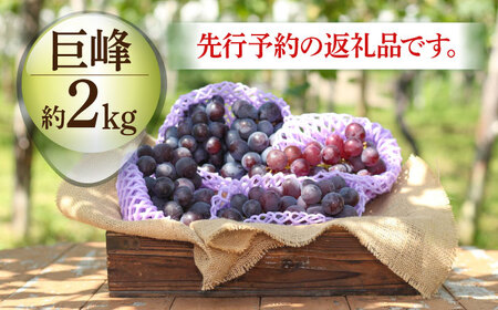 【先行予約：2025年8月中旬より順次発送予定】 巨峰 種あり 約2kg / ぶどう 葡萄 フルーツ / 大村市 / おおむら夢ファームシュシュ[ACAA380]