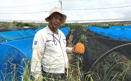 パイナップル【2026年発送】久米島印商店「ゴールドバレル」黄金パイナップル2個（1.3kg以上×2個） パインフルーツ