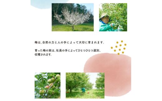 Kuni-Zakri FARM 無濾過梅酒 知多 720ml 14% × 12本 愛知県 南知多町