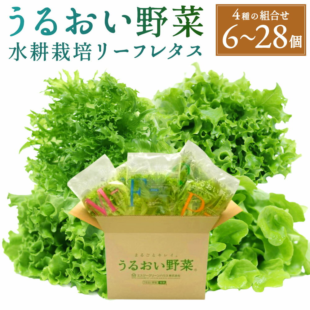 【ふるさと納税】水耕栽培 リーフレタス 「うるおい野菜」 4種類 おまかせ 選べる個数 6個セット / 14個セット / 28個セット フリルレタス ピュアヴェール グリーンマリーゴールド モコヴェール 葉野菜 野菜 レタス サラダ 冷蔵 国産 福岡県北九州市