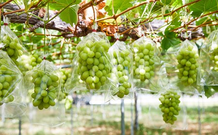 《先行予約 2025年発送》やまもりやまがたの定期便～ FSY-0210