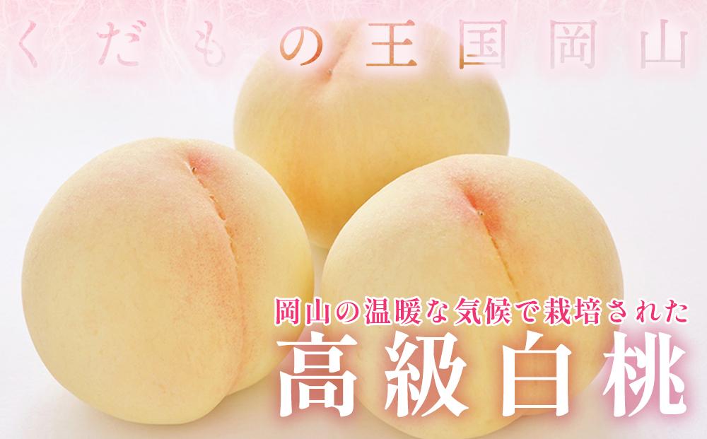 桃 2025年 先行予約 岡山県産 贈答用 白桃 1.5kg以上（4～6玉） 品種おまかせ＜6月下旬以降発送＞