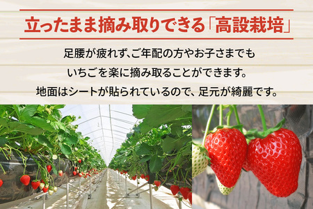 いちご狩りチケット 4名様「スカイベリー」「とちあいか」2品種45分食べ放題！練乳付き！【日光いちご園 渡辺】｜イチゴ狩り 収穫体験 フルーツ狩り 入園券 観光 旅行 イチゴ 苺 フルーツ 果物 果実