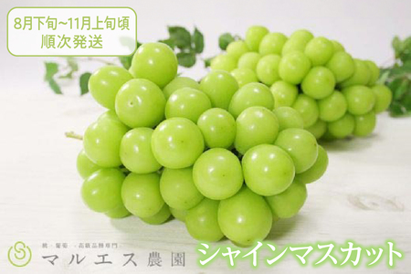 クール配送「マルエス農園」シャインマスカット2房～3房 合計1.5kg以上【2026年発送】（MS）B15-111 シャインマスカット フルーツ