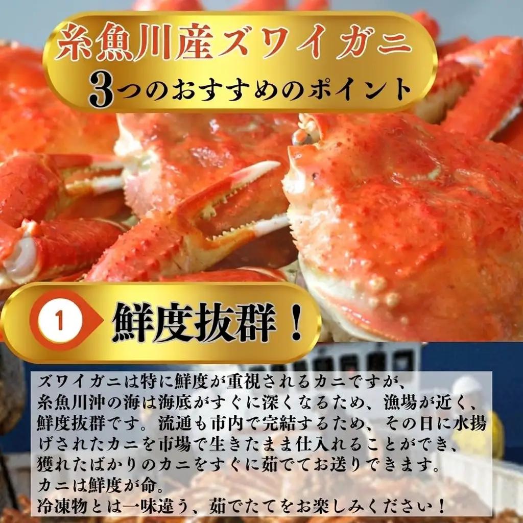 〈期間限定〉本ズワイガニ 500g以上×2杯 計1kg以上 《ヒスイ根付付き》 姿 茹で蟹 糸魚川産 鮮度が命！茹でたて直送 ずわいがに かに 蟹 ヒスイ水産 国産 日本海 新潟 新鮮 タグ付き 11