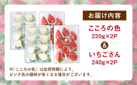【R8年1月以降発送】こころの色×いちごさん 紅白いちごセット 計920g （こころの色220g×2パック、いちごさん240g×2パック） 【StrawberryFarm-K】 紅白いちご 希少 いち