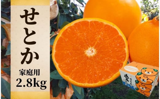 【せとか】家庭用　約2.8kg ＜2025年2月~3月頃発送＞ 愛媛 みかん 先行予約 蜜柑 柑橘 果物 くだもの フルーツ お取り寄せ グルメ 期間限定 数量限定 人気 おすすめ 愛媛県 松山市