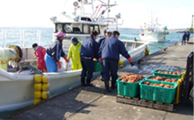 先行予約 蟹屋厳選　北海道 厚岸沖産　特上等級 ゆでたて 