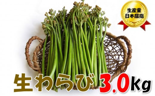 【通常配送】採れたて山菜　生わらび　1kg×3束