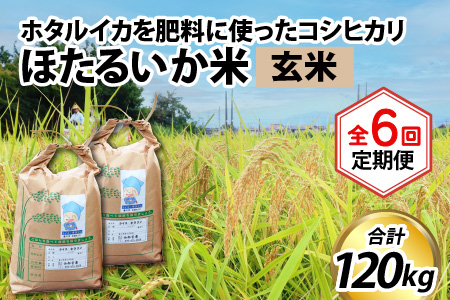 ほたるいか米（玄米20kg）×6回 計120kg【6ヶ月定期便】
