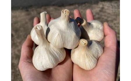 スイカ農家のフル～ティ黒にんにく 元気のたねこミックス◇｜自然食品 無添加 健康 疲労回復　鳥取県産 免疫力「鳥取県特別栽培農産物」認証の自社生産ホワイト六片とジャンボにんにくを使用 ※着日指定不可 