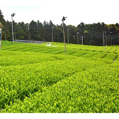 ふるさと納税 佐世保市 【発送月固定定期便】世知原茶お茶工場のまかない茶〈佐世保がじら〉全4回 |  | 01
