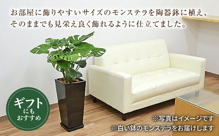観葉植物モンステラ 8号 ロングスクエア (白) 観葉植物 [ACYK004]
