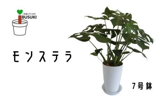 
3月～発送【観葉植物】モンステラ50cm～70cm(Green Farm M/016-1488) 観葉植物 植物 鉢付 インテリア 室内 オフィス おしゃれ プレゼント ギフト 開店祝い 移転祝い マイナスイオン【配送不可地域：北海道・沖縄県・離島】
