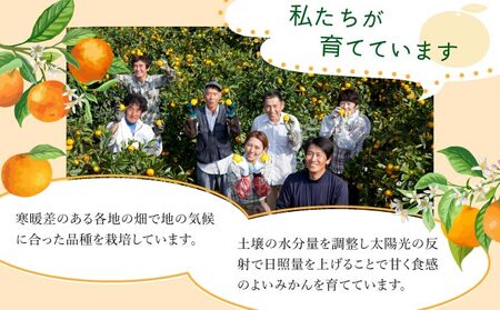 【期間限定】さがみかん （5代目みかん9.5kg）_イメージ4
