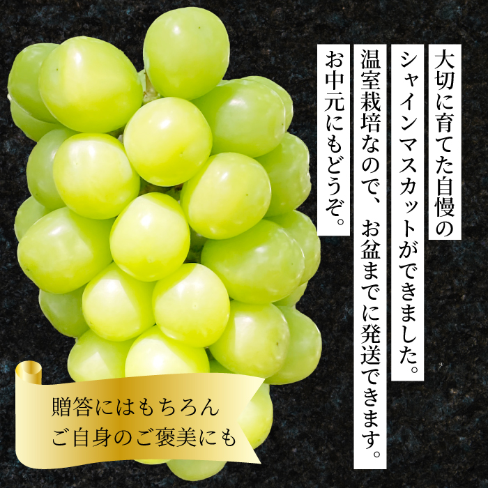 【先行受付】シャインマスカット 家庭用 大容量 2kg ぶどう ブドウ 果物 フルーツ 広島県 三原市 お中元 ギフト 249004