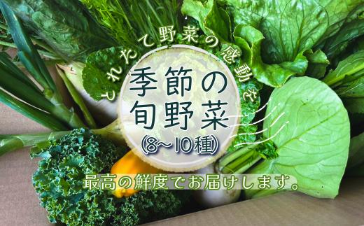 発送の前日から当日に収穫し、できる限り採れたての状態を保つことで、野菜への負担を最小限に、最高の鮮度でお届けします。