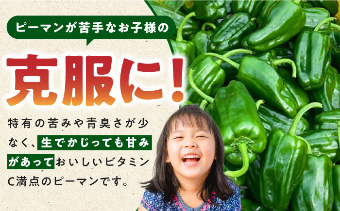 【先行予約】いちょうの畑 サラダピーマン 約5kg 【農事組合法人いちょう】 [YDN012]