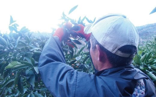 ＼光センサー選別／ 【先行予約】＼数量限定／ 希少品種 ご家庭用 ゆら早生みかん 約2kg サイズ混合【2025年10月上旬頃より順次発送】【nuk143D】