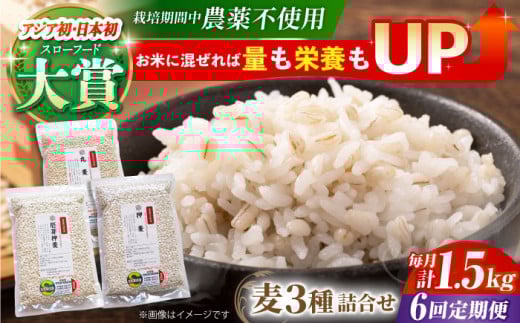 【全6回定期便】栽培期間中農薬不使用 麦詰合 500g×3種 ( 押麦 胚芽押麦 丸麦 ) 【葦農】[HAJ032] 麦 雑穀 雑穀米 麦ごはん 1等麦 特別栽培農産物 佐賀 食物繊維 500g ご飯 食べ比べ セット