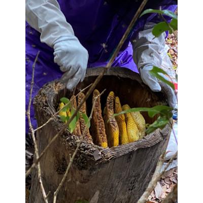 ふるさと納税 人吉市 人吉球磨産『地蜜の蜂蜜』(50g)×3ヶセット |  | 03