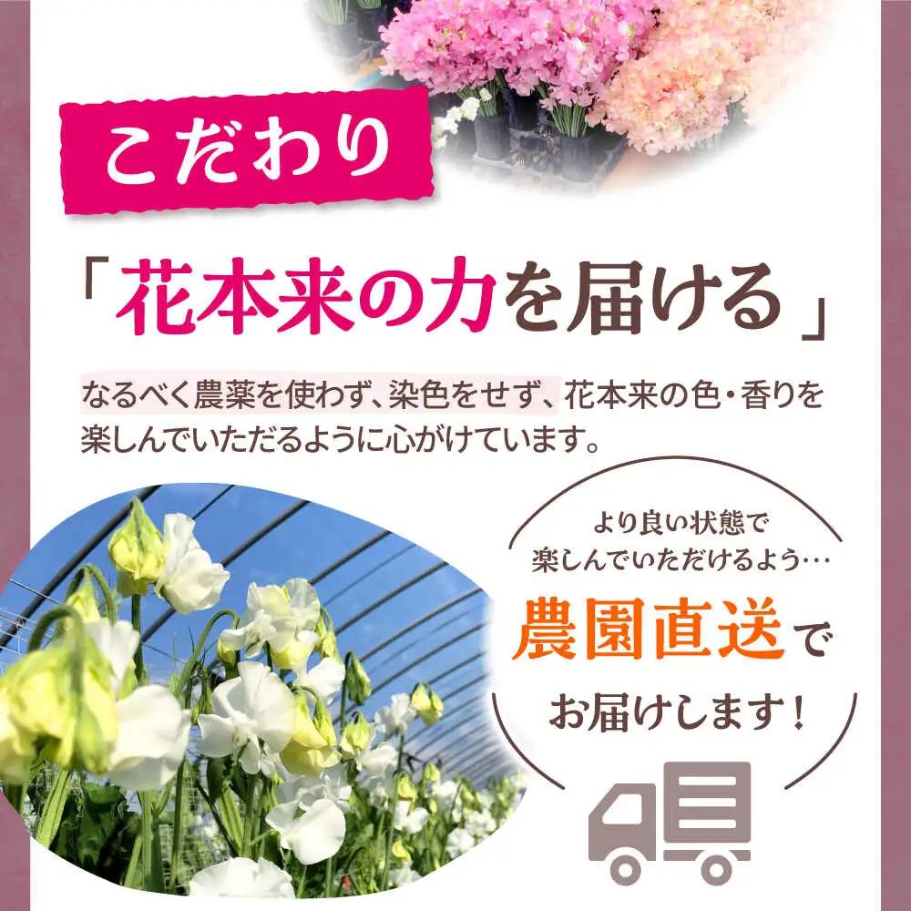 【先行予約 2026年12月～発送】スイートピー 花束 100本（ピンク＆ホワイト） / 生花 [IBW005]