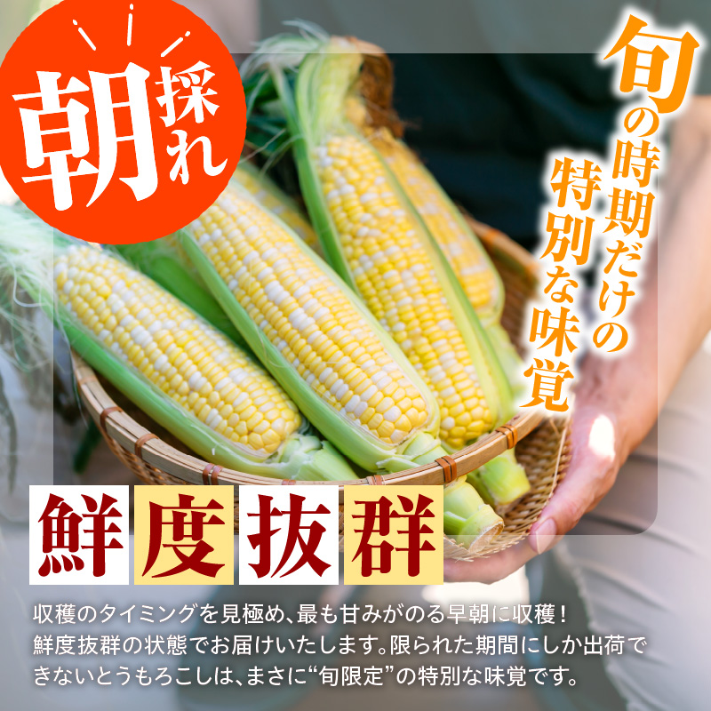 【令和8年産】とにかく甘い、朝採りとうもろこし「フルーツコーン」 13本 【かほくらし社】 １３本 (1本約400g～450g)