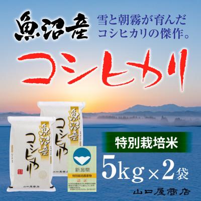 ふるさと納税 十日町市 【令和7年産】【厳選☆十日町育ち】“特別栽培米” 魚沼産コシヒカリ　5kg×2袋
