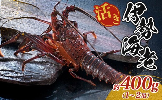 最高級 活き 伊勢海老 約400g 1～2尾 Aコース 伊勢えび 産地直送 天然 国産 海鮮 新鮮 刺し身 味噌 焼き物 ギフト 贈答 えび 海老 ebi いせえび 高級食材 お歳暮 お正月 年末年始 三重県 南伊勢 伊勢 志摩 25000円 二万五千円