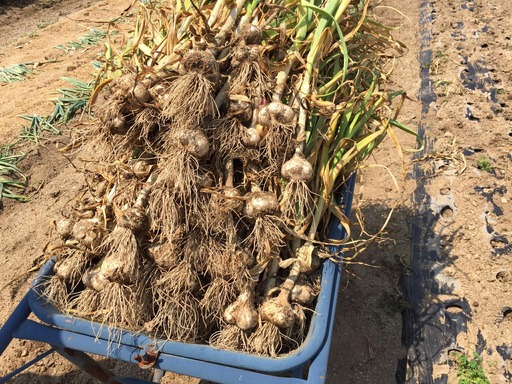 飛騨産 生にんにく 選べる内容量 500g  生 ニンニク【6月中旬～下旬発送】水村農園 
