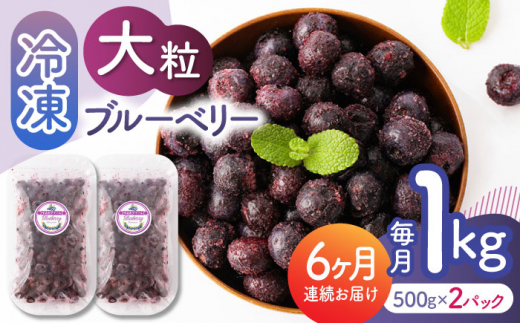 【先行予約】【6回定期便】大粒 冷凍ブルーベリー 約1000g（約500g×2pc）【すみれファーム】熊本県産 熊本 ブルーベリー フルーツ スムージー 果物 小分け 国産 フルーツ 定期 定期便  [ZEP011]