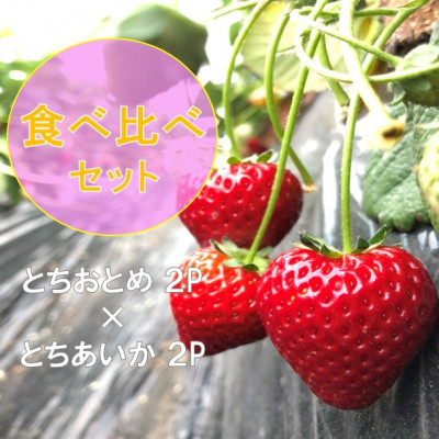 
《1月から順次発送》関さんちのこだわりいちご 朝穫り完熟とちおとめ×とちあいか食べ比べセット 4P【1368882】
