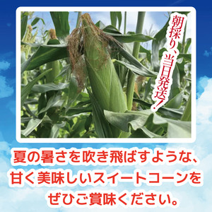 とうもろこし スイートコーン おおもの 12本 約5kg 【 とうもろこし 】 