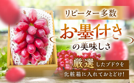 【2025年先行予約】【数量限定】【贈答用】期待の新品種！クイーンセブン 1房（約350g）秀品・化粧箱入り 島根県雲南市/ギアファーム[AIAB007]