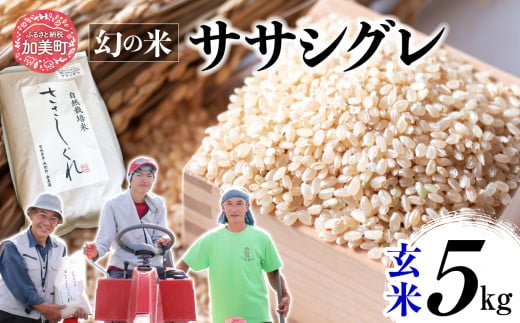 新米 令和6年産 ササシグレ 玄米 5kg