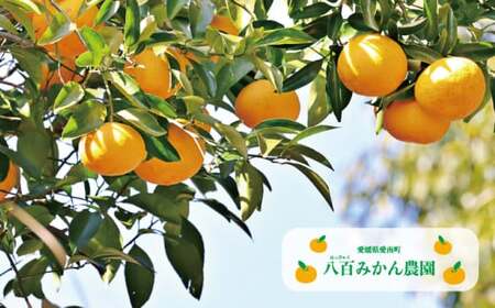 【先行予約】訳あり 完熟 甘夏 5kg 発送期間：2027年3月上旬～無くなり次第終了 八百みかん農園 愛媛県 愛南町