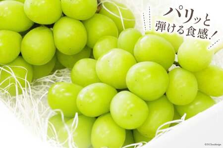 【2025年発送】ぶどう シャインマスカット 約550g×3 計約1.6kg 韮崎市産 [Inakakara 山梨県 韮崎市 20742822] フルーツ 果物 ブドウ 葡萄 山梨県産 産地直送 期間