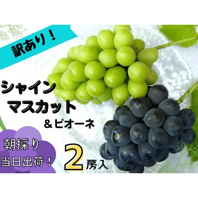 
            ＜2026年先行受付＞訳あり岡山県産ぶどう詰合せ　1.2kg(シャインマスカット+ピオーネ)【1633329】
          