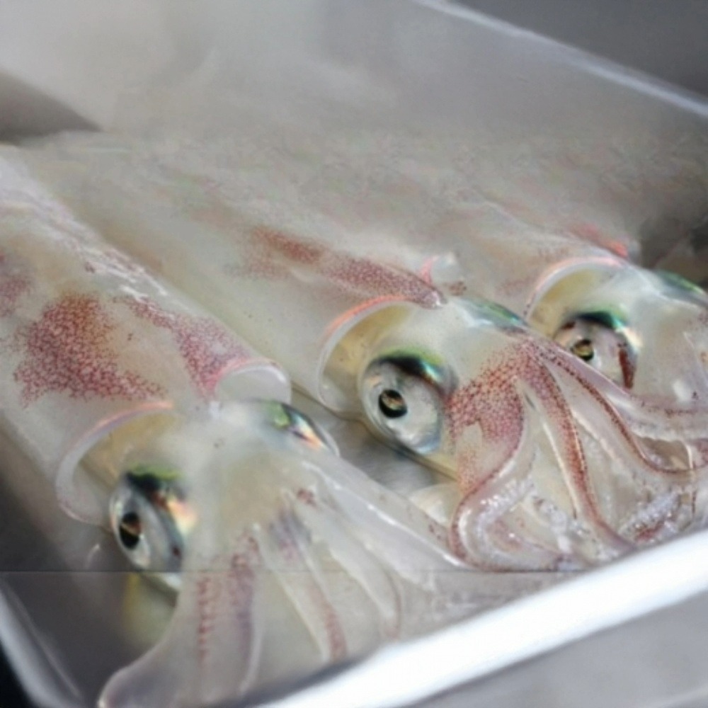 イカ 活きイカ 姿造り 2セット 超！！瞬間冷凍 萩 割烹千代 烏賊 いか　｜hg001017