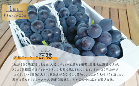 【きよとうファーム】大粒ぶどうの定期便 藤稔とシャインマスカットの人気品種２kg入の２回便(定期便)(岡山県産) 【KF-T052-02】